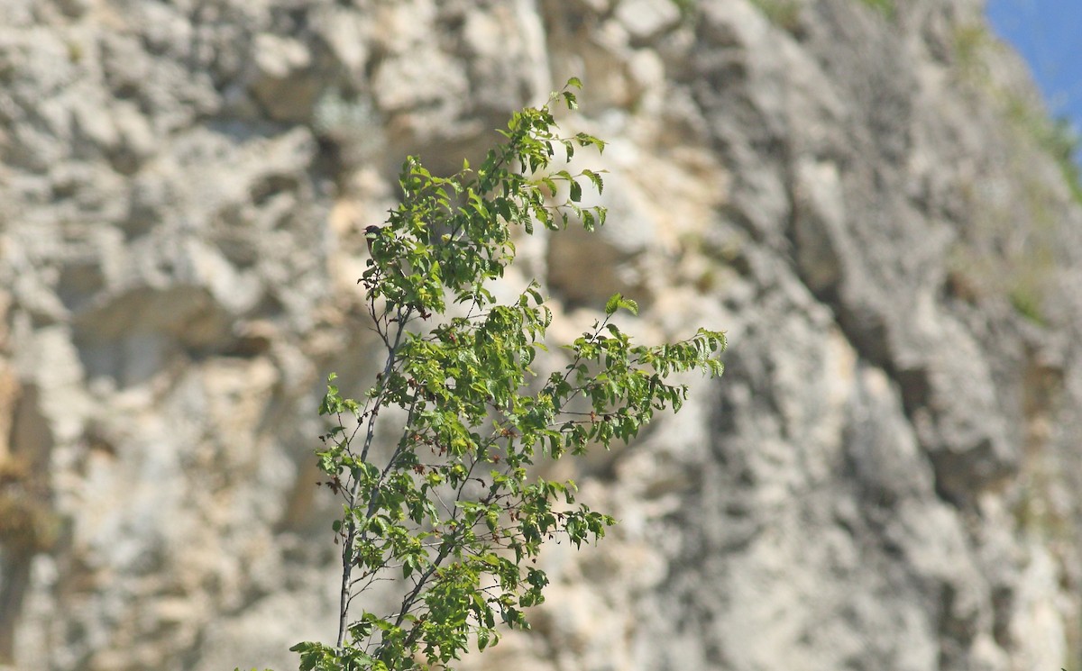 Eastern Subalpine Warbler - ML637159608