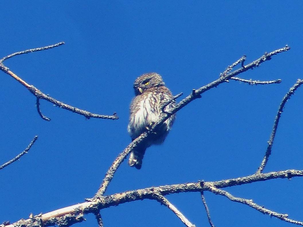 Northern Pygmy-Owl - ML63715961