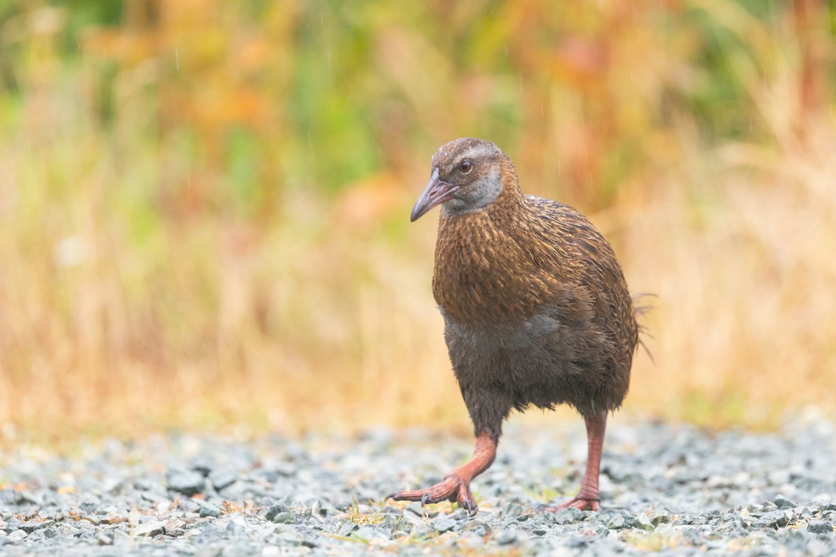 Weka - ML637159618
