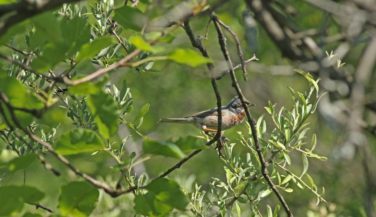 Eastern Subalpine Warbler - ML637159629