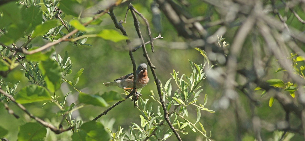 Eastern Subalpine Warbler - ML637159630