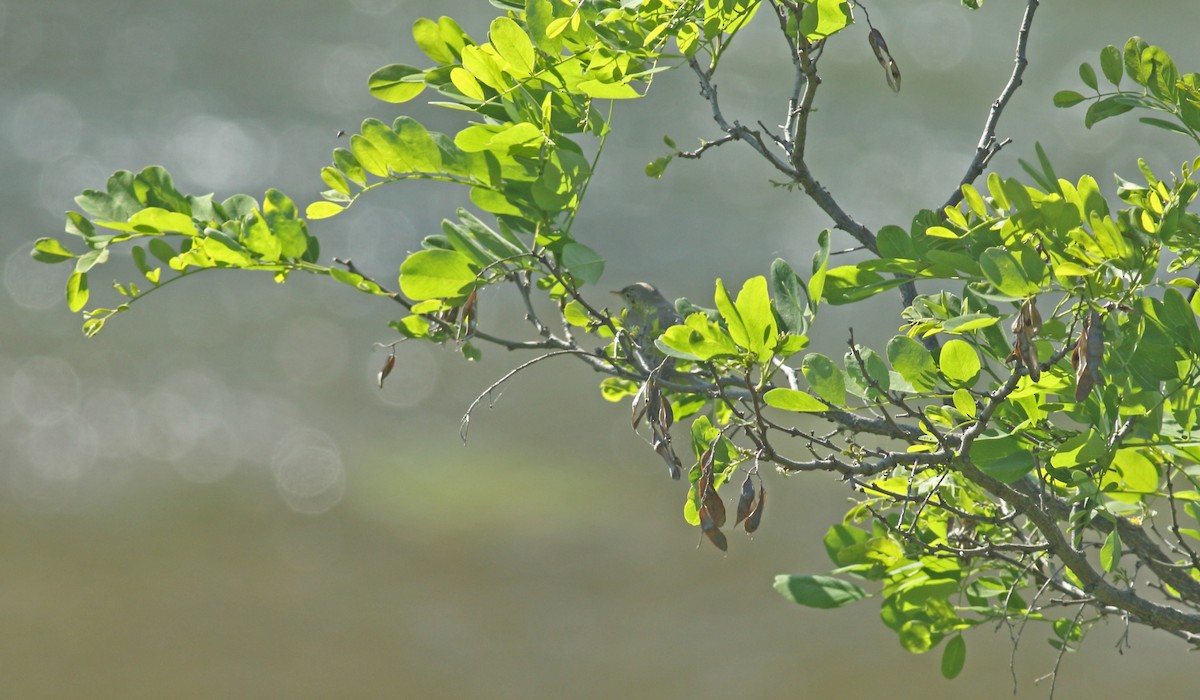 Eastern Olivaceous Warbler - ML637159648