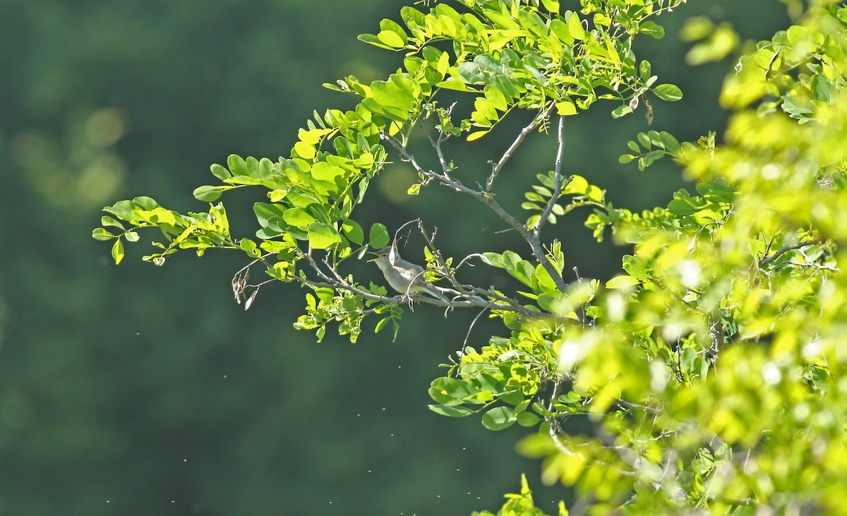Eastern Olivaceous Warbler - ML637159652