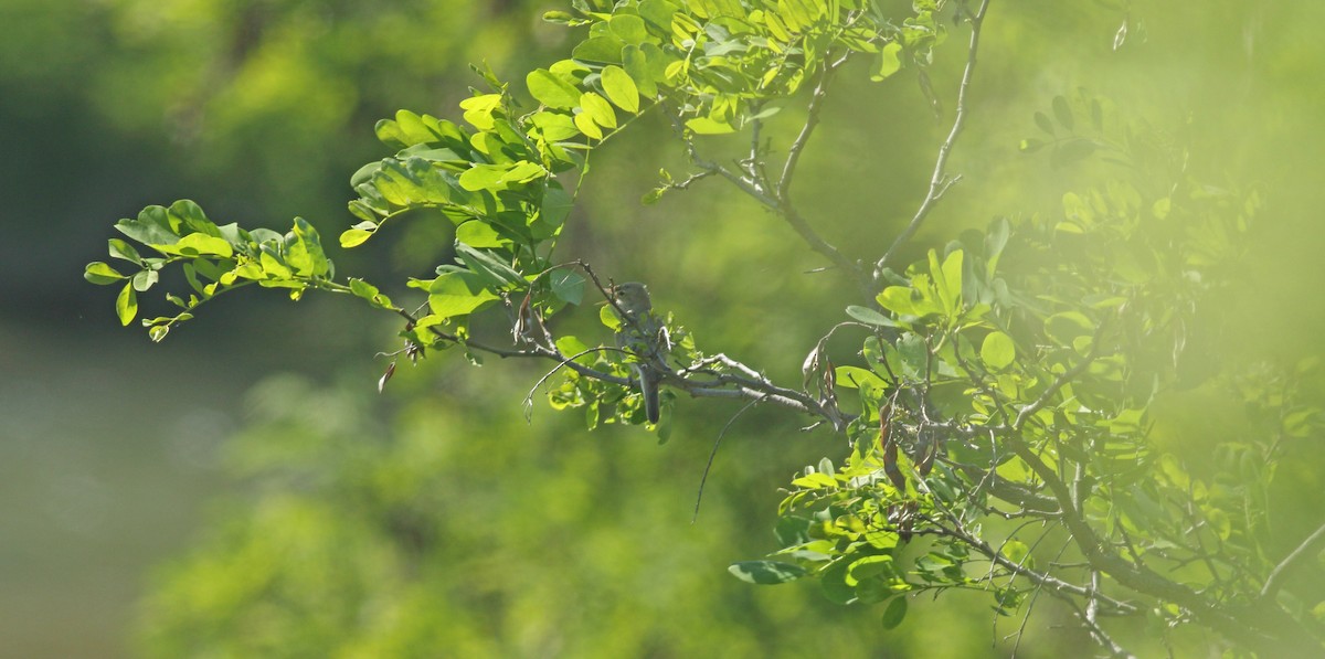 Eastern Olivaceous Warbler - ML637159653