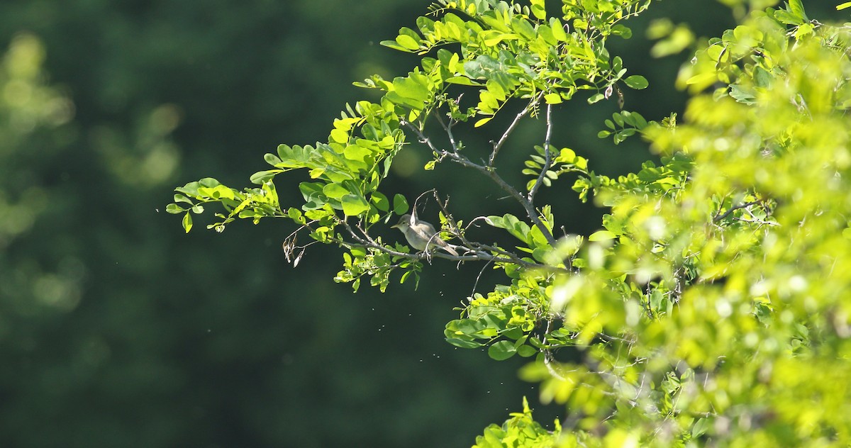 Eastern Olivaceous Warbler - ML637159654