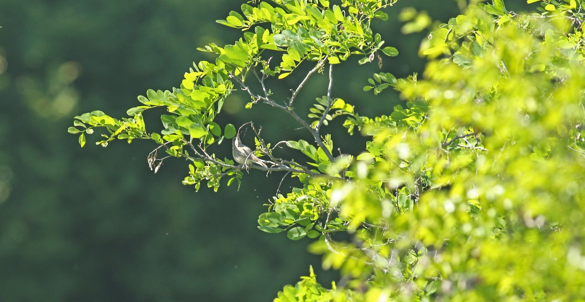 Eastern Olivaceous Warbler - ML637159655
