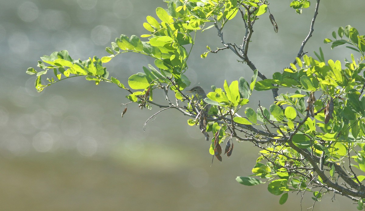 Eastern Olivaceous Warbler - ML637159656