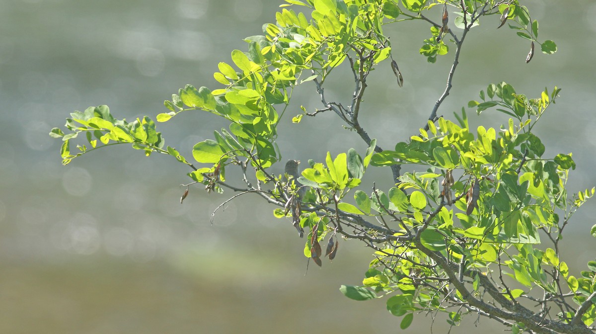 Eastern Olivaceous Warbler - ML637159657