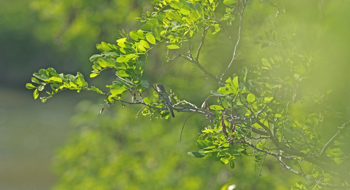 Eastern Olivaceous Warbler - ML637159658