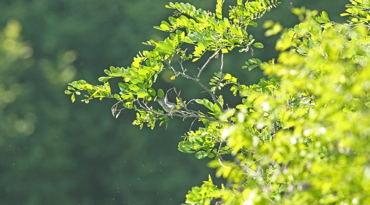 Eastern Olivaceous Warbler - ML637159659