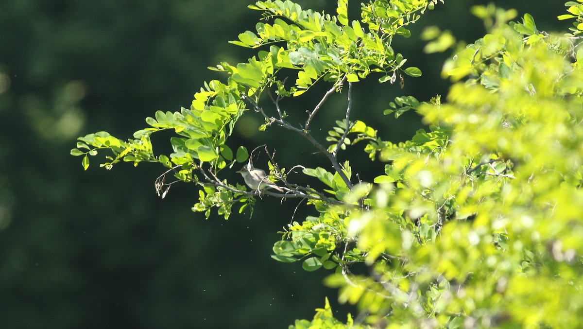 Eastern Olivaceous Warbler - ML637159660
