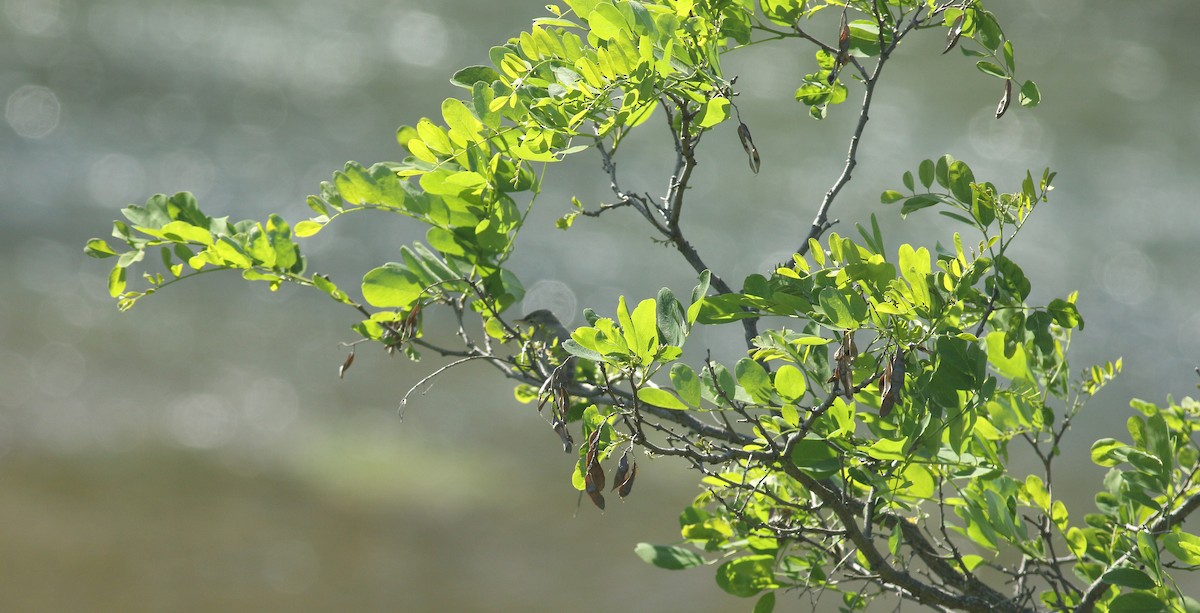 Eastern Olivaceous Warbler - ML637159661