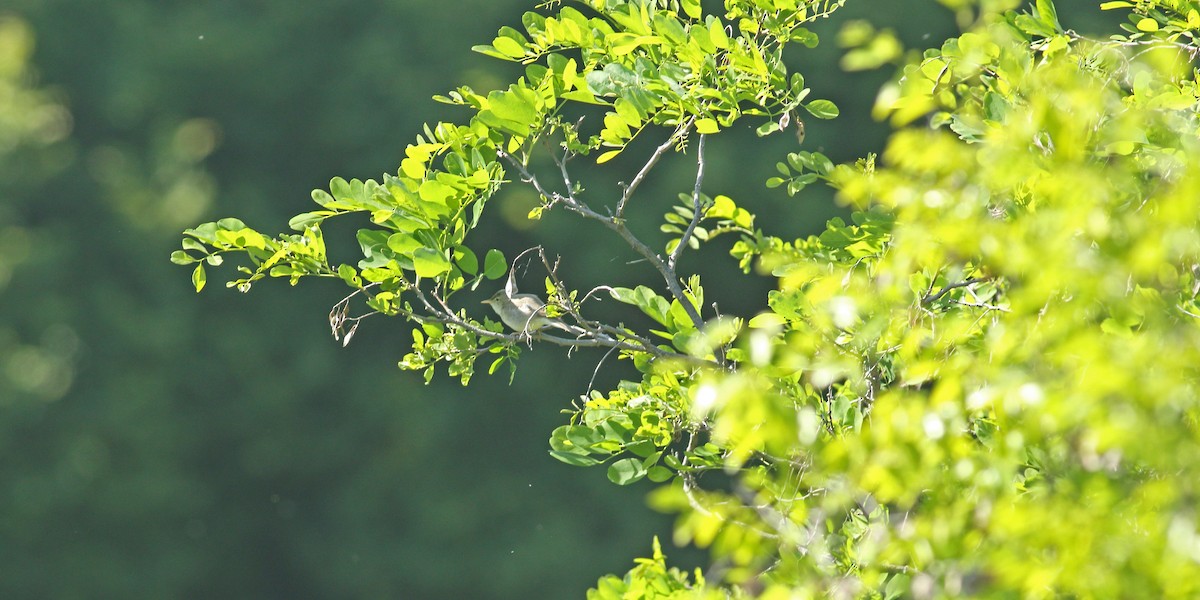 Eastern Olivaceous Warbler - ML637159664