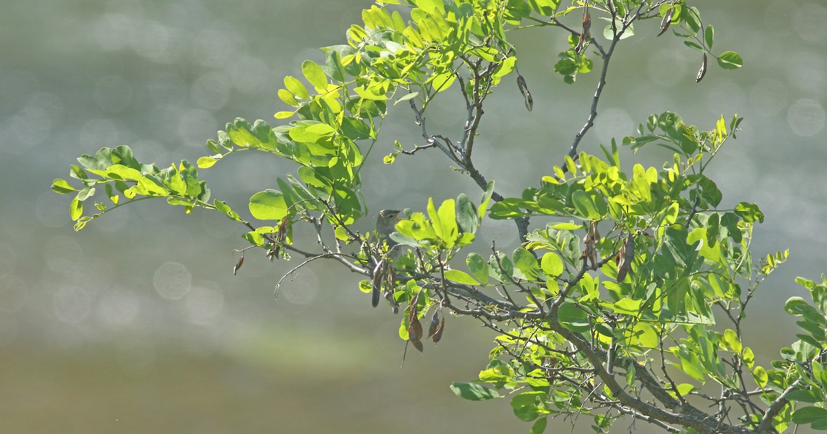 Eastern Olivaceous Warbler - ML637159665