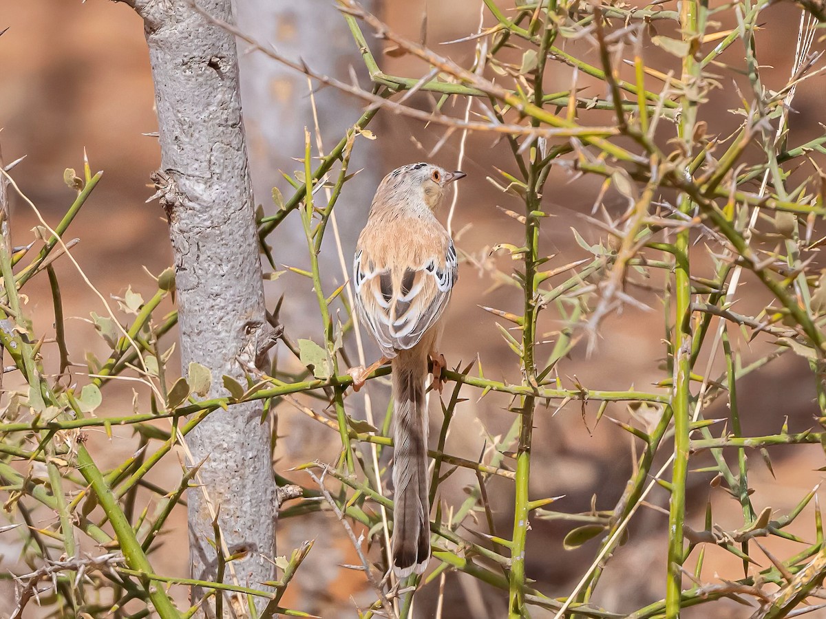 Cricket Longtail - ML637159702