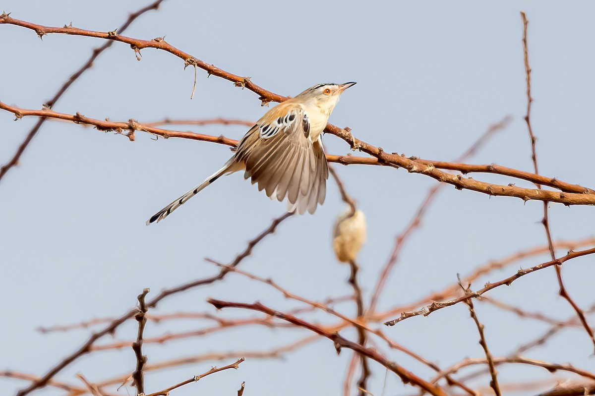 Cricket Longtail - ML637159715