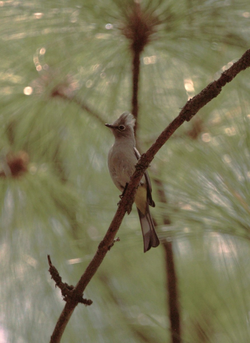 Gray Silky-flycatcher - ML637159722