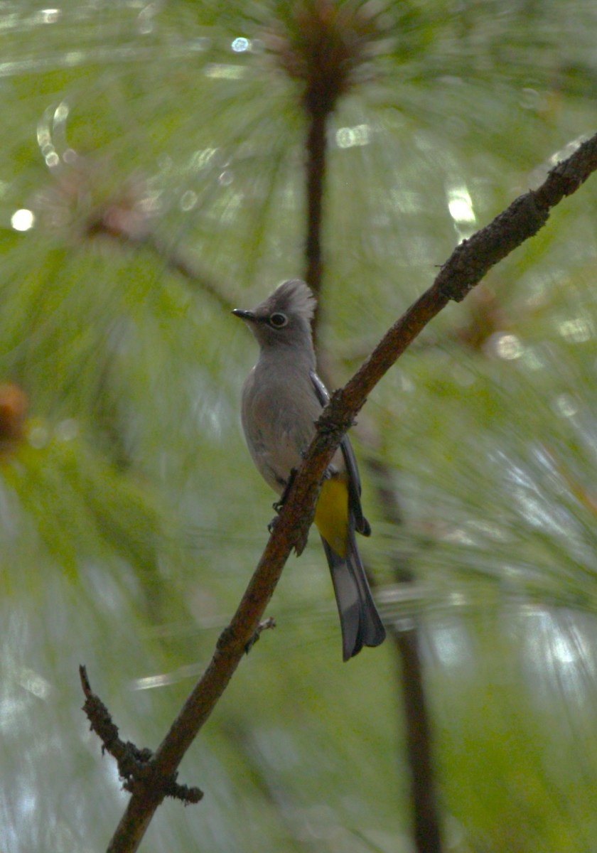 Gray Silky-flycatcher - ML637159723