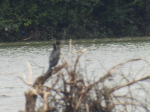 Neotropic Cormorant - ML637159898