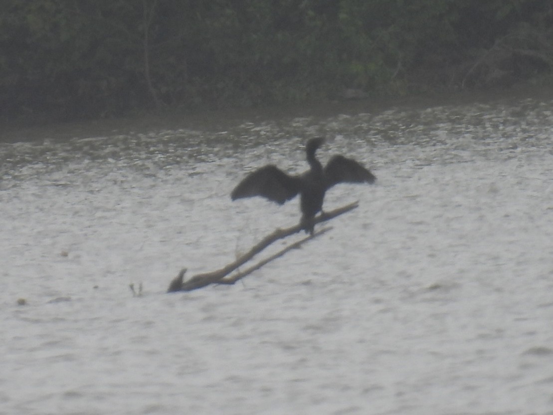 Neotropic Cormorant - ML637159899