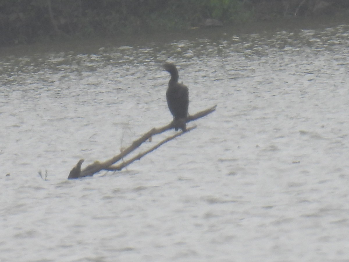 Neotropic Cormorant - ML637159900