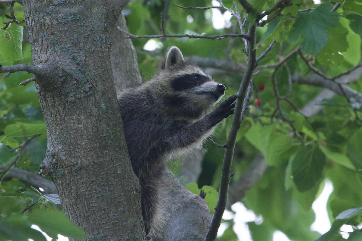 Eastern Raccoon - ML637159906