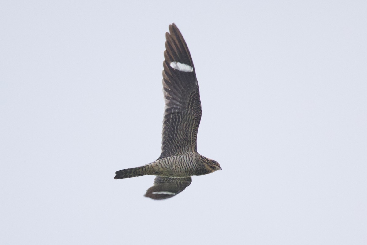 Common Nighthawk - ML637159919