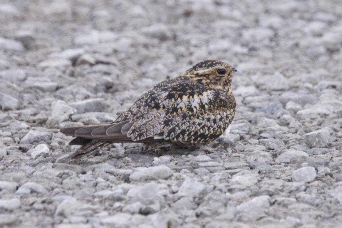 Common Nighthawk - ML637159920