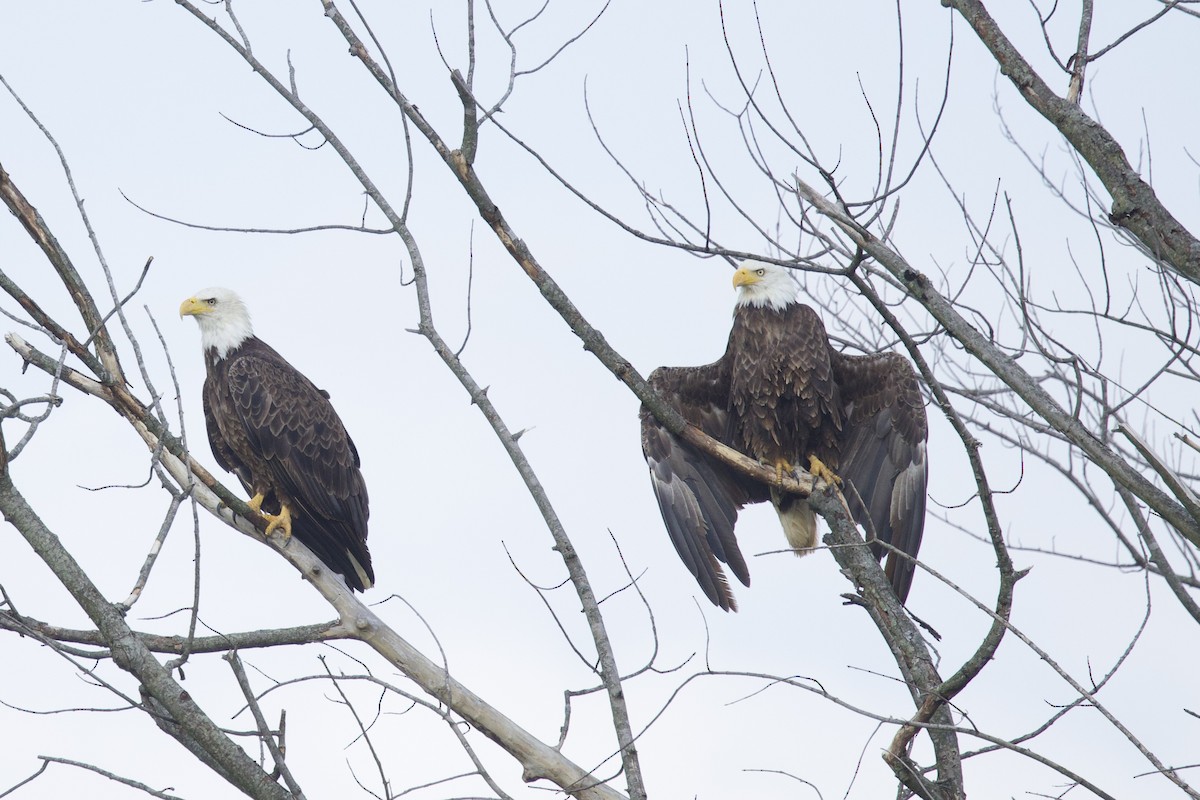 Bald Eagle - ML637159987