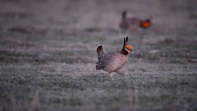 Lesser Prairie-Chicken - ML637160025