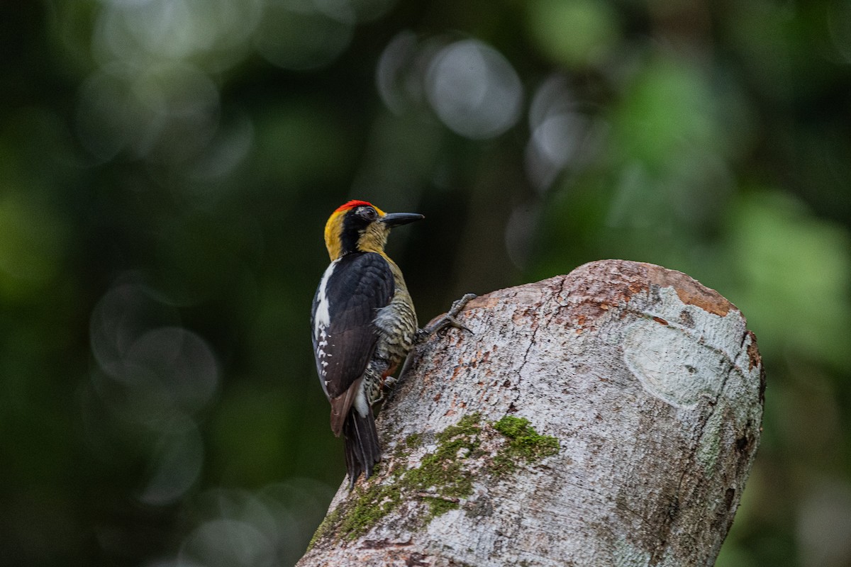 Golden-naped Woodpecker - ML637160035