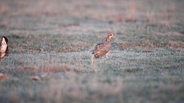 Lesser Prairie-Chicken - ML637160063