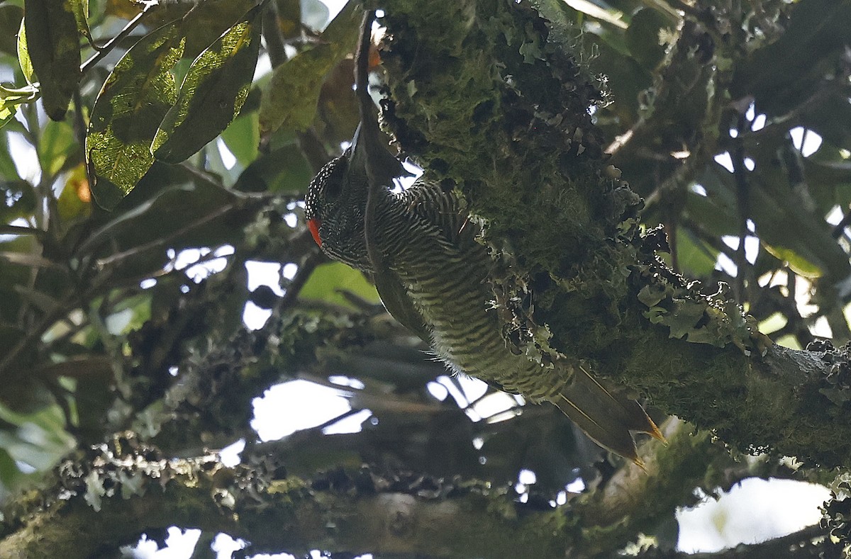 Fine-banded Woodpecker - ML637160071