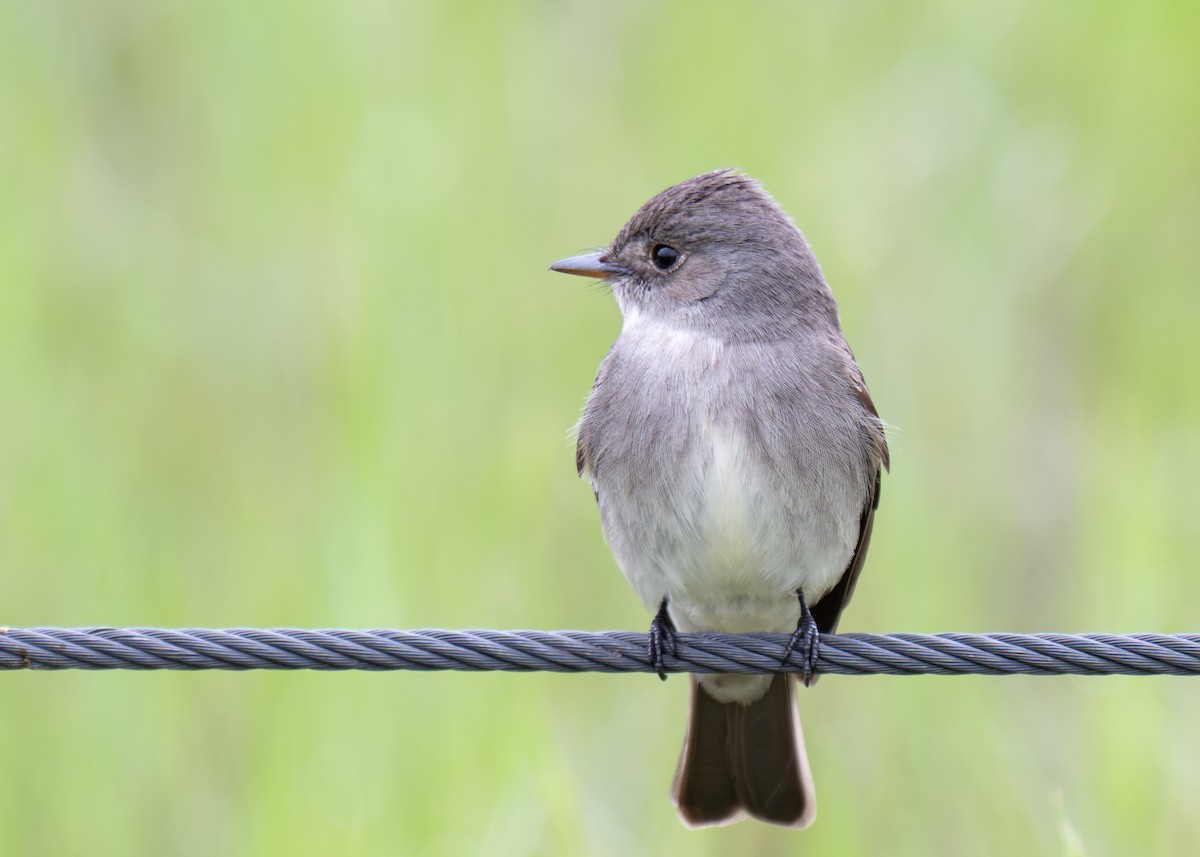 Western Wood-Pewee - ML637160090