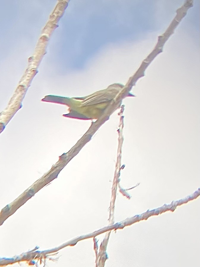 Western Kingbird - ML637160106