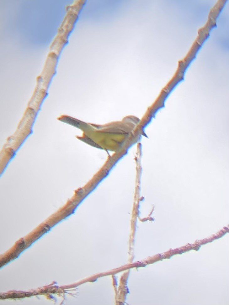 Western Kingbird - ML637160123