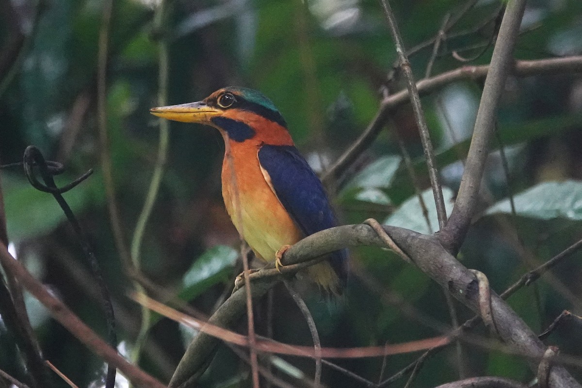Rufous-collared Kingfisher - ML637160142