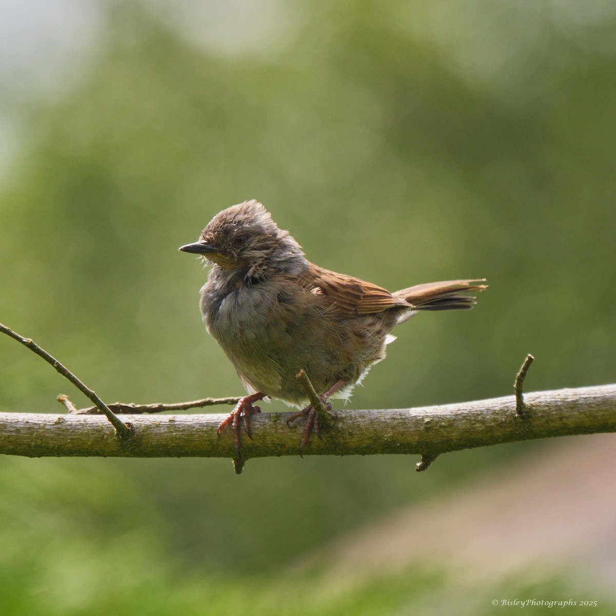 pěvuška modrá - ML637160143