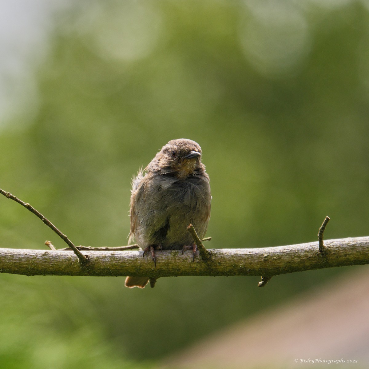 pěvuška modrá - ML637160144