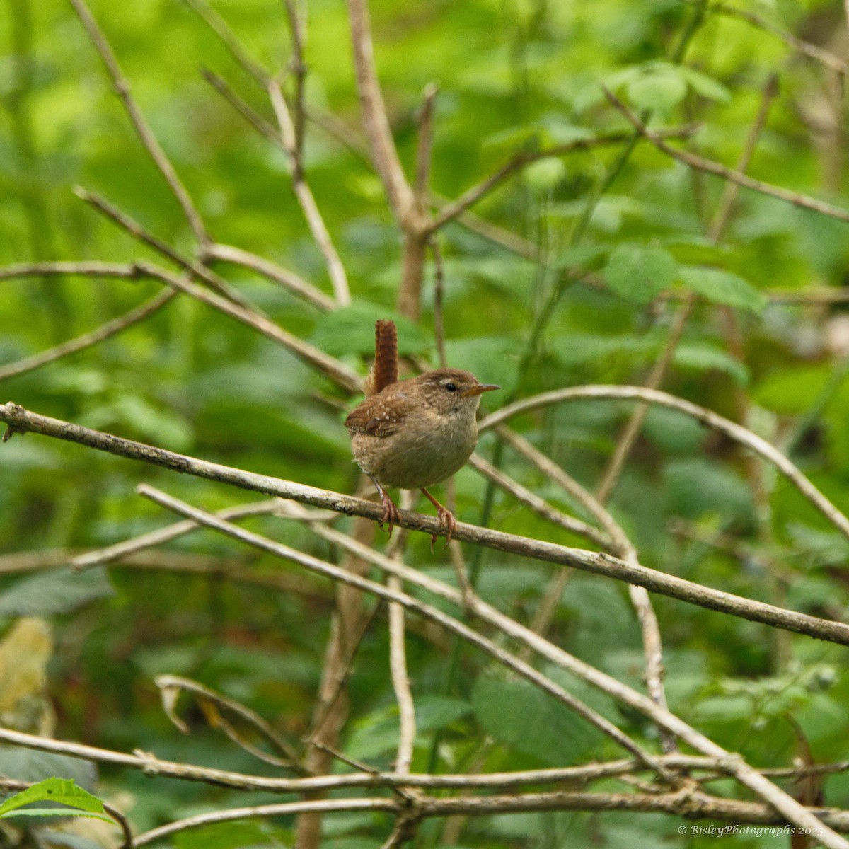 střízlík obecný - ML637160156