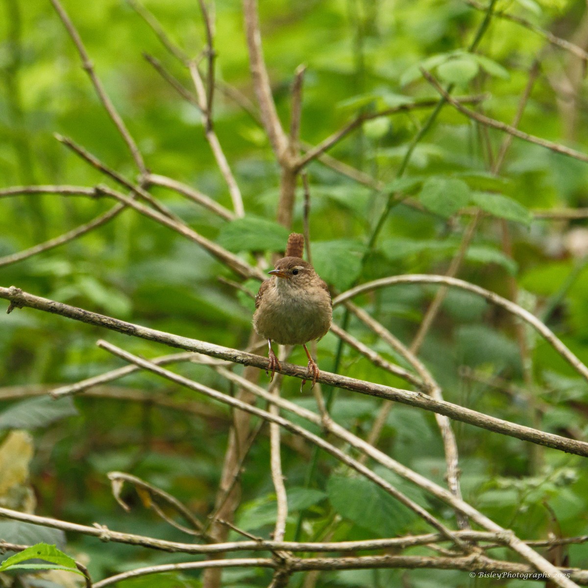 střízlík obecný - ML637160157