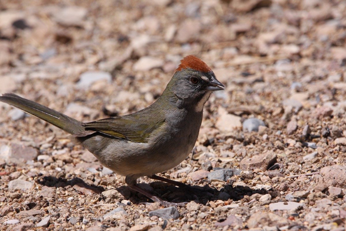 Green-tailed Towhee - ML637160288
