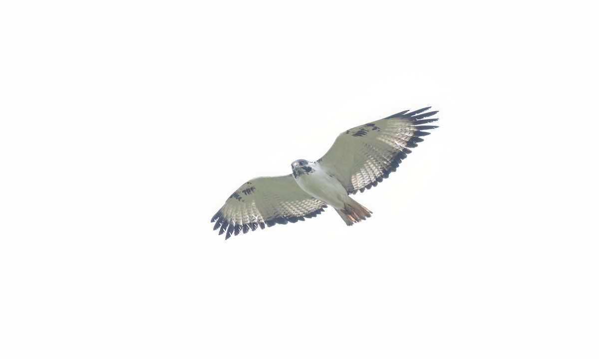 Augur Buzzard (Augur) - ML637160292