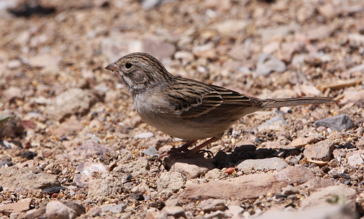 Brewer's Sparrow - ML637160341