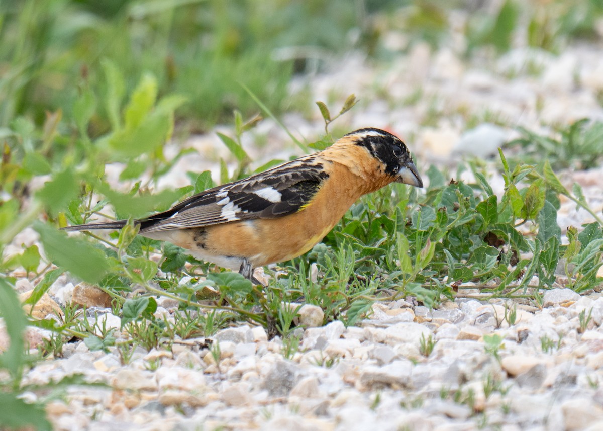 Black-headed Grosbeak - ML637160343