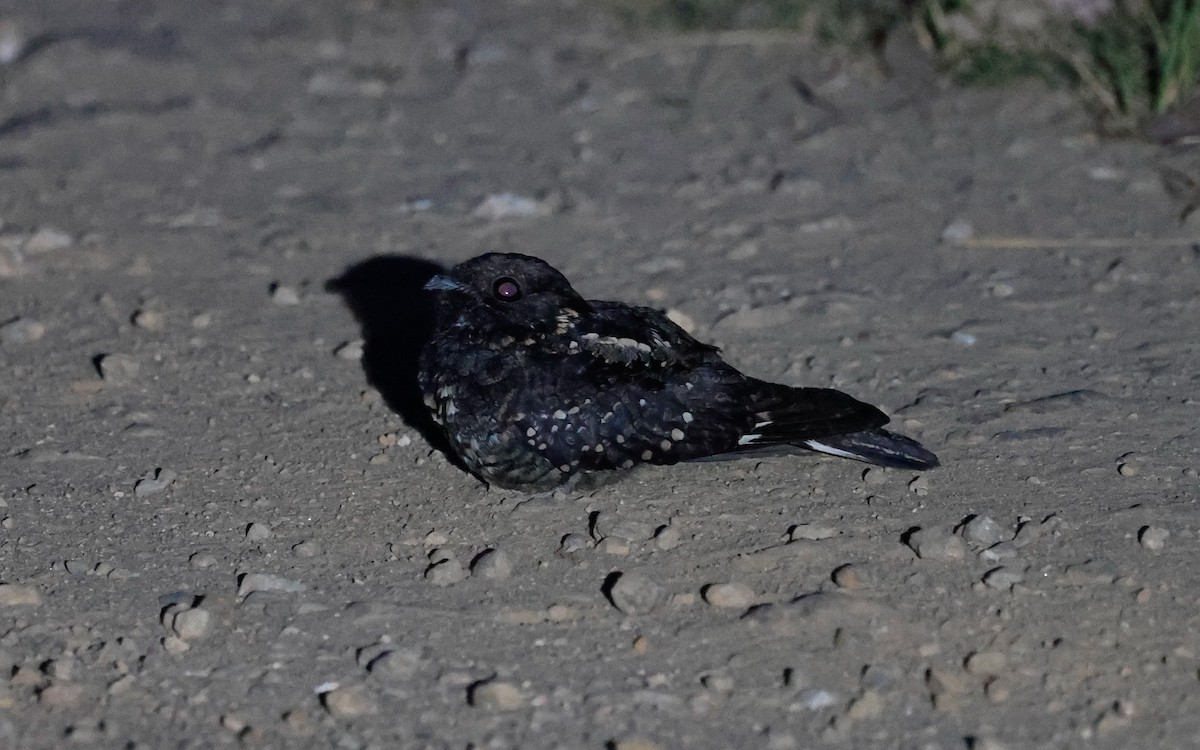 Montane Nightjar (Rwenzori) - ML637160386