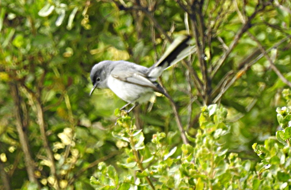 Blue-gray Gnatcatcher - ML637160411