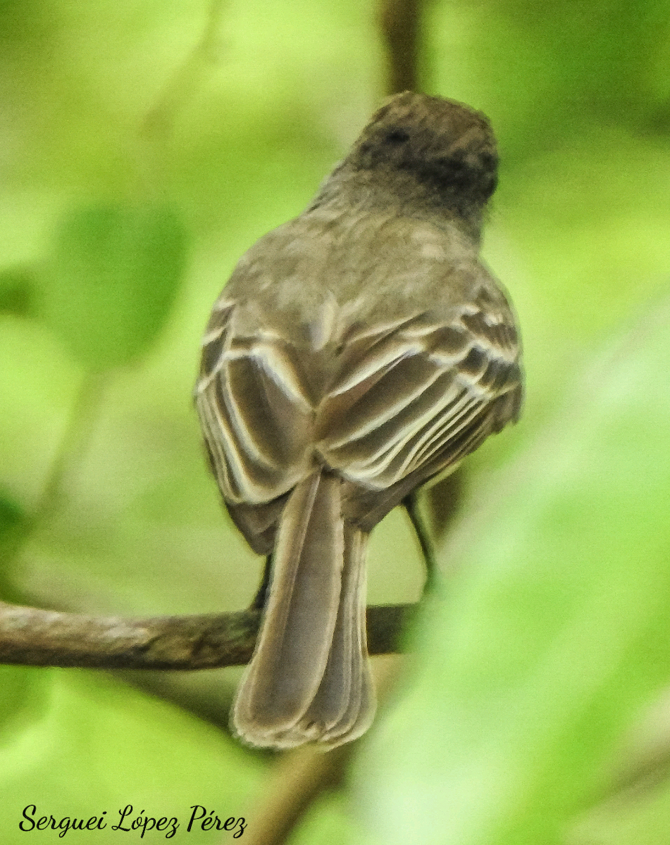 La Sagra's Flycatcher - ML637160434