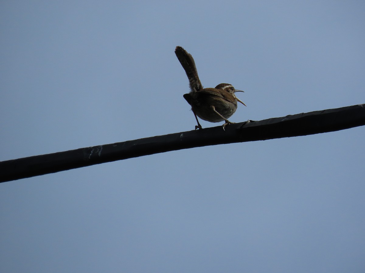Bewick's Wren - ML637160468