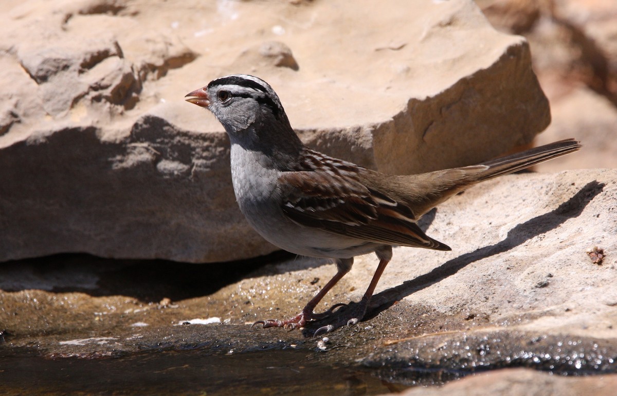 White-crowned Sparrow - ML637160474
